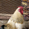 Deacero Poultry Netting Galvanized (2 x 72 x 50')