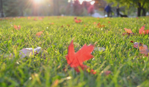 Caring For Your Lawn In The Fall
