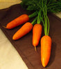 Seedway Royal Chantenay Carrot (Treated Seed)