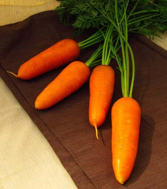 Seedway Royal Chantenay Carrot (Treated Seed)