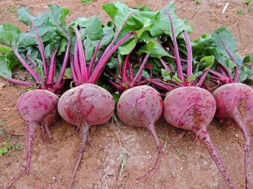 Seedway Detroit Dark Red Beet (Not Treated)